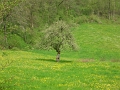 Alp Rohr_Hoehenweg_Chueweid 25 04 2010 (177)